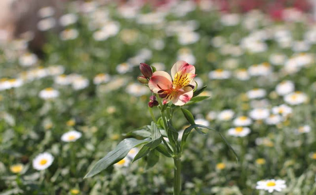 Peruvian Lily Flowers Pictures