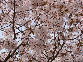 벚꽃(sakura)
