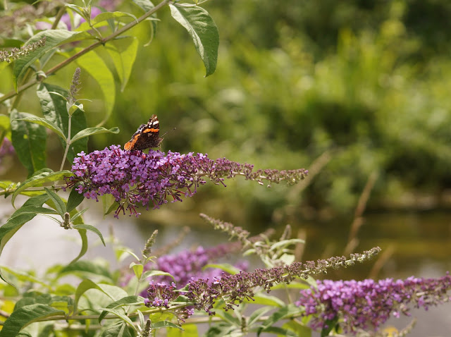 butterflies spotted in Norfolk in summer