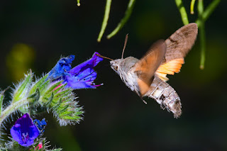 mariposa-esfinge-colibri-macroglossum-stellatarum-libando-en-flor-