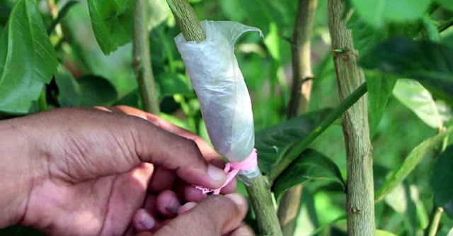 লেবু গাছের কলম করবেন যেভাবে