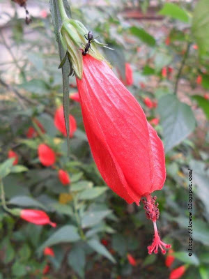 Chinese Rose - Hibiscus rosa-sinensis