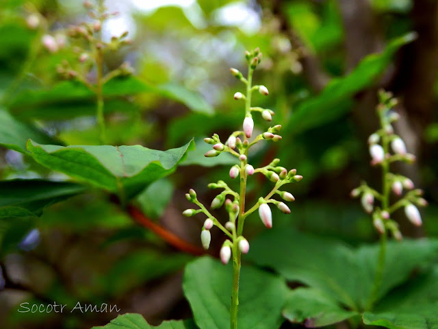 Elliottia paniculata