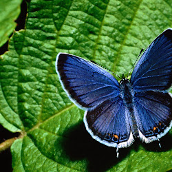 Butterfly Wallpapers, gambar kupu-kupu