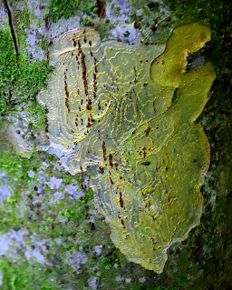 Golden maze tree bark art