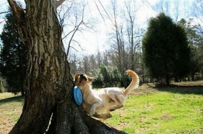 Dog Fails Seen On lolpicturegallery.blogspot.com