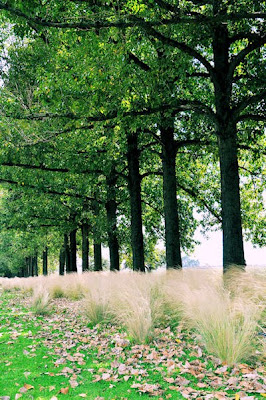 Paisaje romántico e inolvidable para un día de campo con tu familia (Disfruta el aire puro en contacto con la naturaleza)