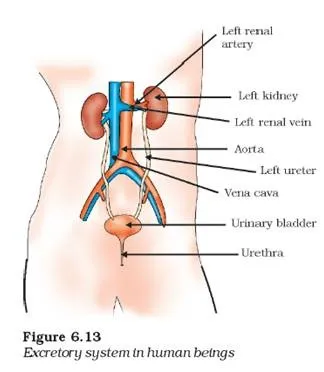 Excretory System in Human Class 10 CBSE HUB ONLINE