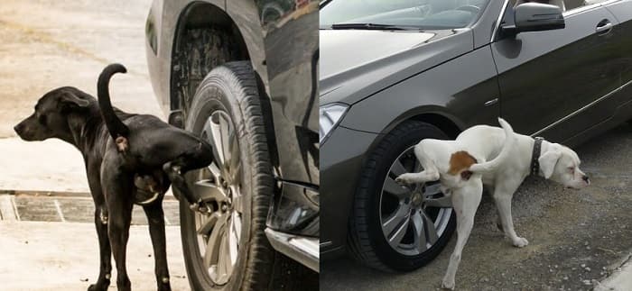 Why Do Dogs Prefer To Urinate On Car Tires And Electric Poles | The Reason Is Quite Interesting