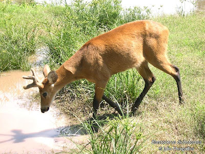 Ciervo de los pantanos Blastocerus dichotomus