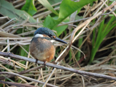 カワセミの幼鳥 枝停まり