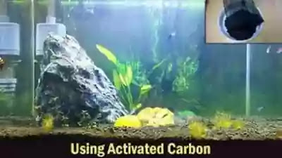 Pemakaian karbon aktif untuk Akuarium