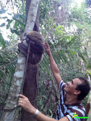 SECRETARIA DE MEIO AMBIENTE RESGATA BICHO PREGUIÇA EM POSTO DE COMBUSTÍVEL EM CHAPADINHA : 