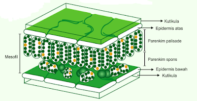 Struktur Daun Lengkap Dengan Jenis Jenisnya Struktur Daun Lengkap Dengan Jenis Jenisnya