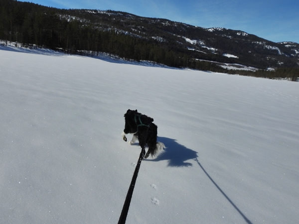 skitur breivannet rekkebygda border collie