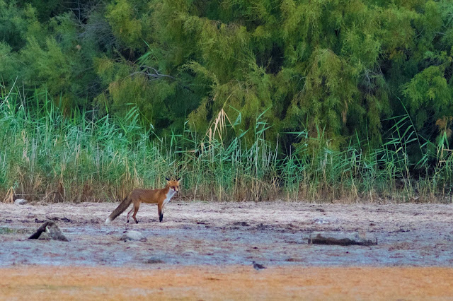 Red Fox inspecting Artemis Lagoon at dusk