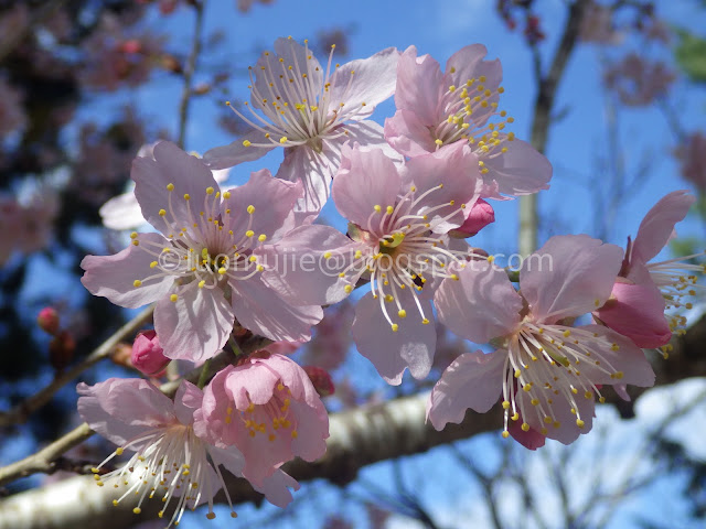 Formosan Aboriginal Culture Village cherry blossom