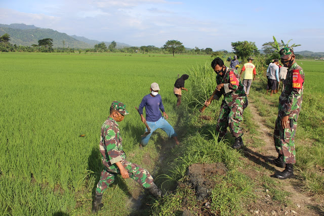 Tak Ingin Tanggul Longsor dan Gagal Panen Babinsa Cawas Bersama BPP Cawas adakan Gerdal Tikus