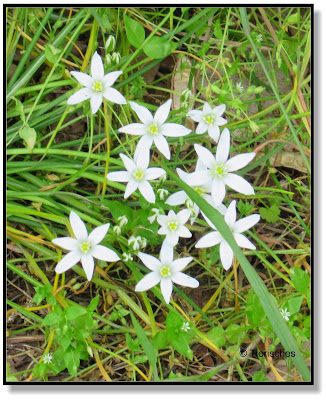 Wiesenblumen