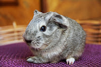 Świnka morska rasy sheltie w umaszczeniu silver agouti-white