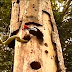 Battle Animals Real Fighting, Craziest Animal Fights Caught On Camera, Real life animal attacks