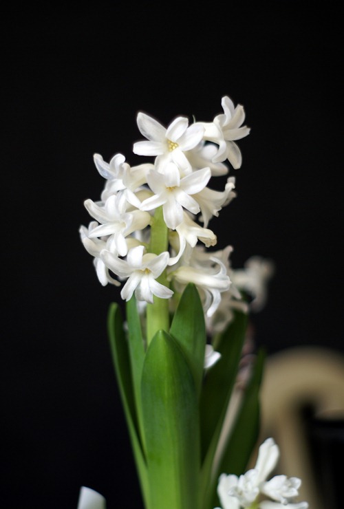 hyacinth2