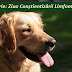 7 noiembrie: Ziua Conștientizării Limfomului Canin 