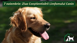 7 noiembrie: Ziua Conștientizării Limfomului Canin