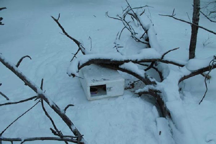 It’s a miracle he spotted it at all. - His Dad Found A Box In The Snow. Nothing Could Prepare Them For What Was In It.