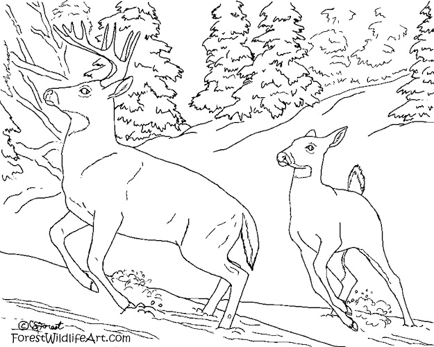 Coloring Page For Kids Deer Doe Buck Snow 