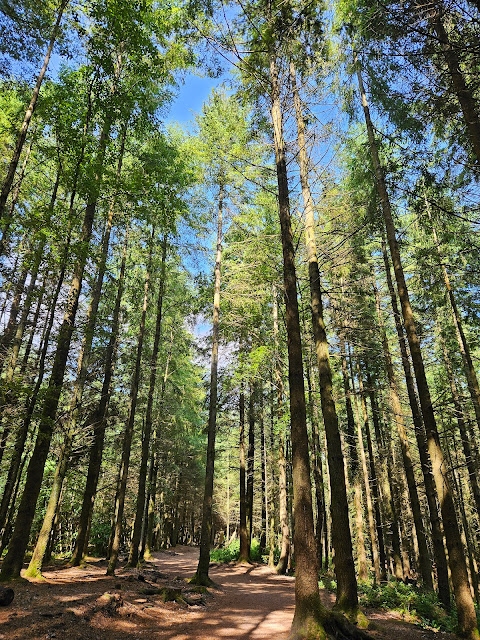 Morning light filtering through talls trees in forest with bare earth path underneath