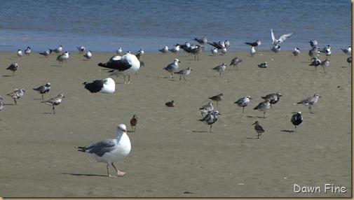 Birding Clamming_005