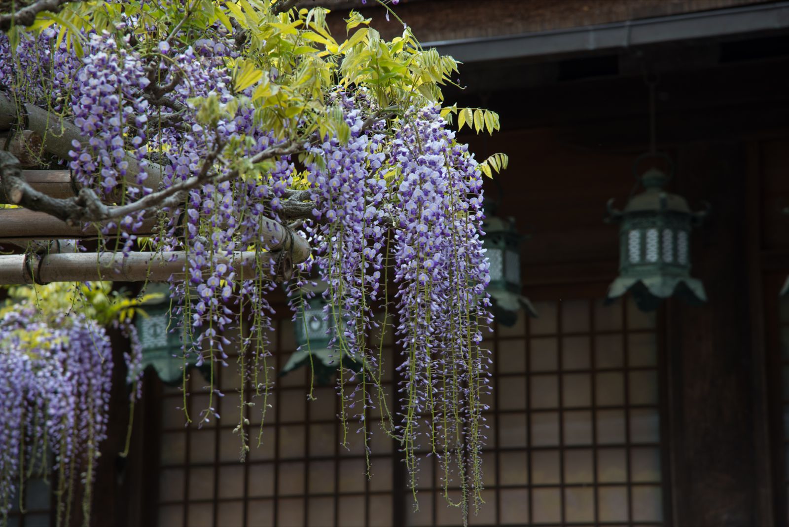 時空トラベラー The Time Traveler S Photo Essay 春日大社 今を盛りに藤の花 時空トラベラー The Time Traveler S Photo Essay 春日大社 今を盛りに藤の花
