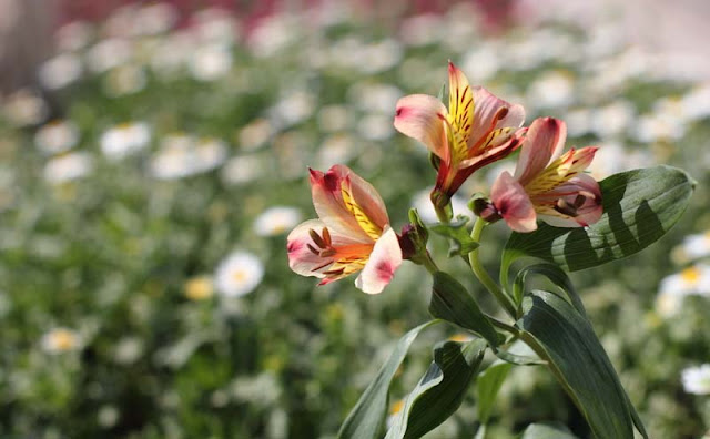 Peruvian Lily Flowers Pictures