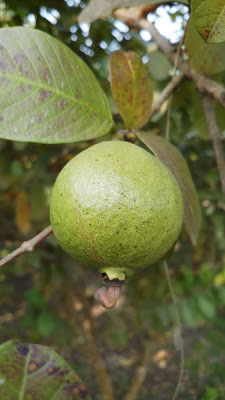 Guava, Peyara, Amrud