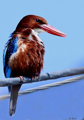 White-throated Kingfisher -resident