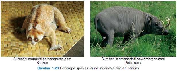 Keragaman Flora  dan  Fauna  di Indonesia bag 2 habis 