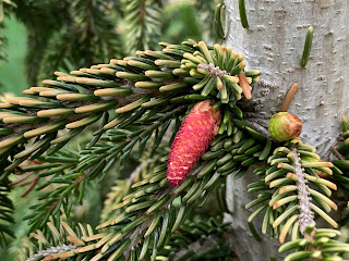 Picea orientalis 'Skylands' oriental spruce