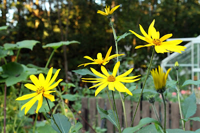 Maa-artisokka, Helianthus tuberosus