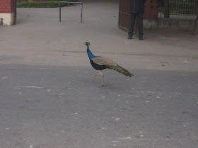 Peacock in IIT Kanpur campus