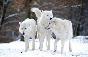 Wolves’ Howling Linked To Social Structure, According To New Research Findings