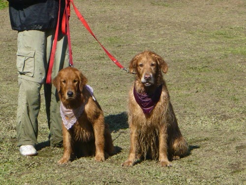 Pets 20 (30)