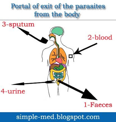 Parasites In The Human Body. portal exit of the parasites
