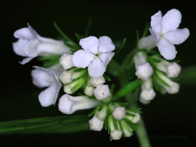 Ancistrocarya japonica