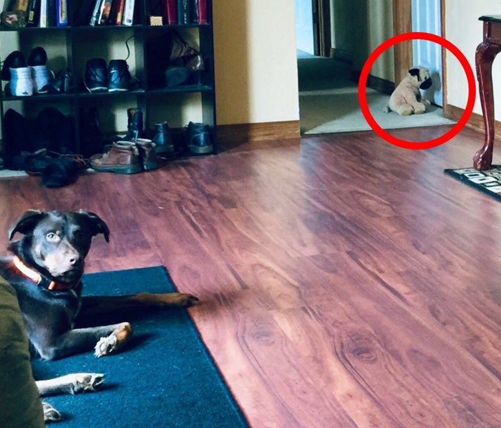 23 Incredibly Hilarious Pictures Of Dogs Being Dogs