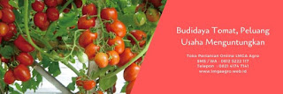 jual benih, benih panah merah, tomat, servo f1, manfaat tomat, toko pertanian, toko online, lmga agro