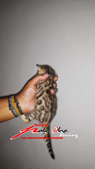Pin Kucing Munchkin Untuk Dijual Ni Aku Jumpa Kat Olxcom Tadisenang on 