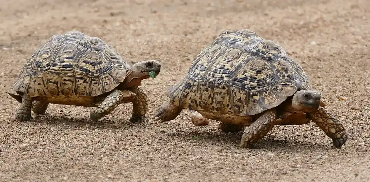 Leopard tortoise