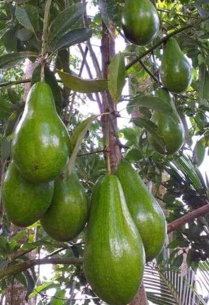 bibit pohon alpukat jago sangat cocok untuk koleksi kebun Jawa Barat