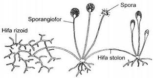 Stephani puspita: BIOTEKNOLOGI BIDANG PANGAN